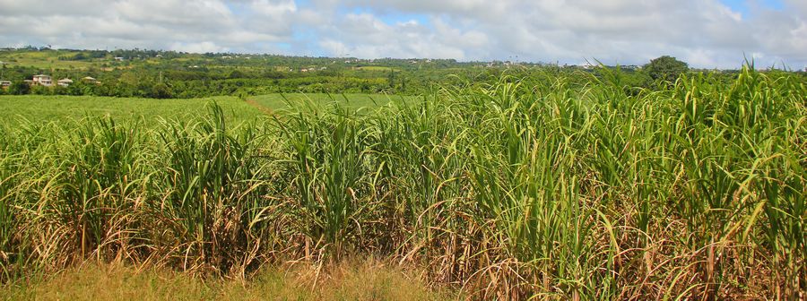 Barbados sugar cane fields